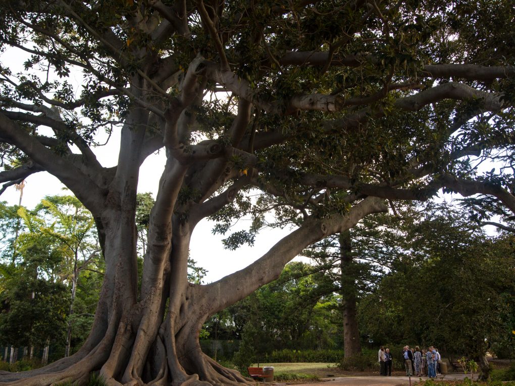 Renaissance of the Arderne Gardens – House & Garden